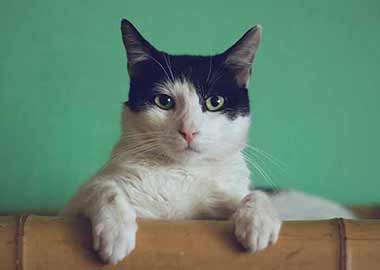 Pet English Cat Full Breed Male